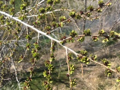 Ulmus pumila
