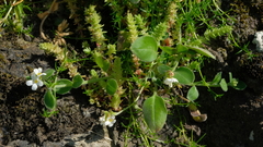 Myosotis lytteltonensis