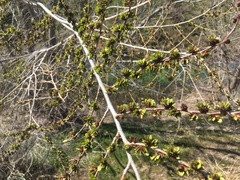Ulmus pumila