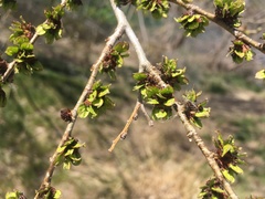 Ulmus pumila
