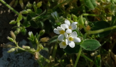 Myosotis lytteltonensis