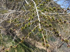 Ulmus pumila