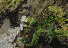 Myosotis lytteltonensis