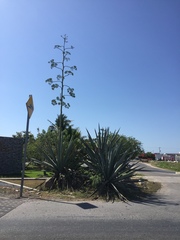 Agave fourcroydes