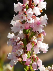Erica articularis