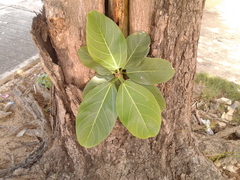 Ficus benghalensis