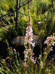 Erica articularis