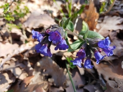 Pulmonaria australis