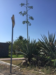 Agave fourcroydes