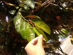 Chrysophyllum argenteum