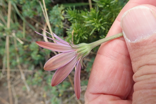 Image of Dimorphotheca jucunda by no rights reserved