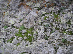 Jurinea coronopifolia