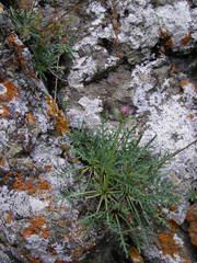 Jurinea coronopifolia