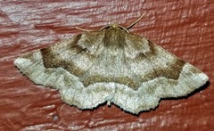 Metarranthis refractaria