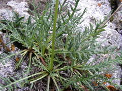 Jurinea coronopifolia