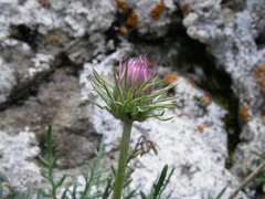 Jurinea coronopifolia