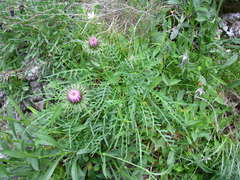 Jurinea coronopifolia