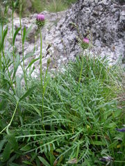 Jurinea coronopifolia