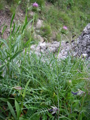 Jurinea coronopifolia