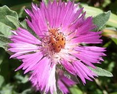Leptopalpus rostratus