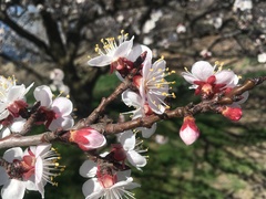 Prunus armeniaca