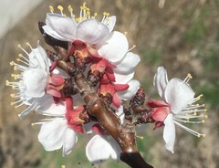 Prunus armeniaca