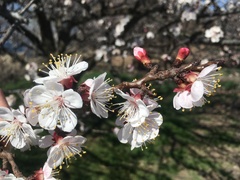 Prunus armeniaca