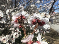 Prunus armeniaca