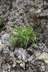 Jurinea coronopifolia