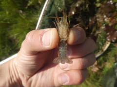 Procambarus clarkii