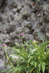 Jurinea coronopifolia