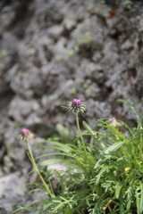 Jurinea coronopifolia