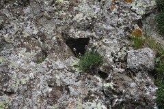 Jurinea coronopifolia