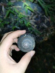 Camaena menglunensis