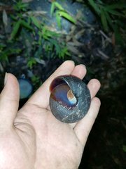 Camaena menglunensis