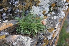 Jurinea coronopifolia