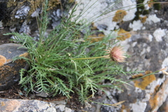 Jurinea coronopifolia