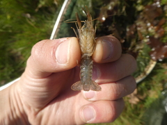Procambarus clarkii