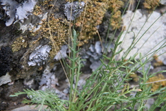 Jurinea coronopifolia