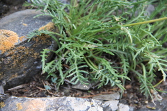 Jurinea coronopifolia