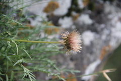 Jurinea coronopifolia