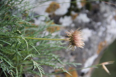 Jurinea coronopifolia