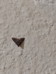 Aglossa pinguinalis