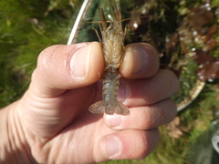 Procambarus clarkii