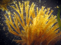 Bugulina stolonifera