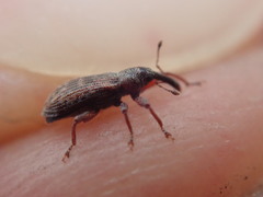 Dorytomus taeniatus