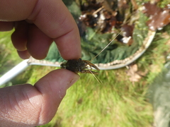 Procambarus clarkii