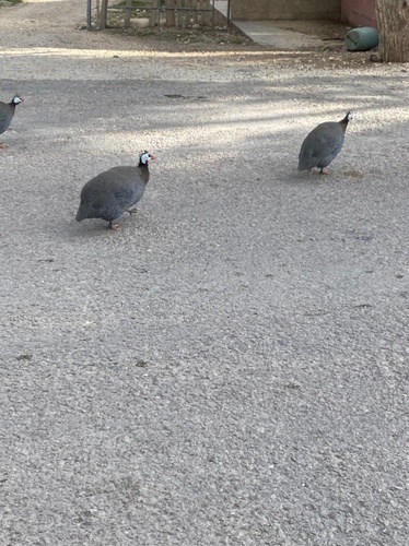 Helmeted Guineafowl