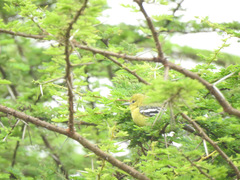 Aegithina nigrolutea