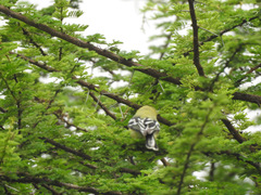 Aegithina nigrolutea